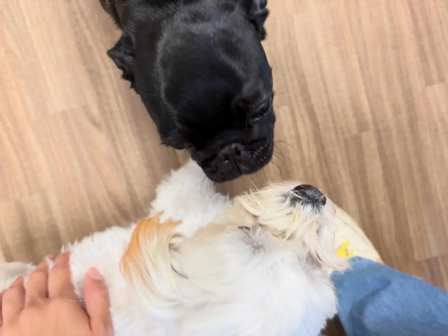 入会してくれたジミくん🐾