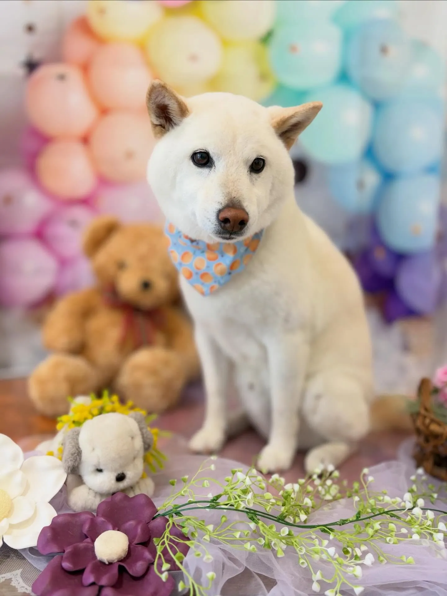 先月アップできなかったお手入れわんこさんラスト投稿です❣️