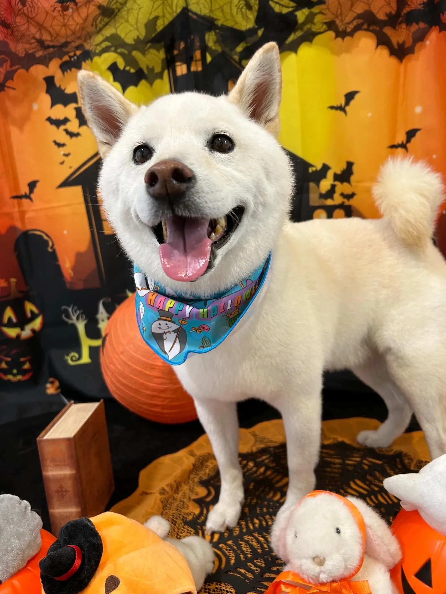 先月アップできなかったお手入れわんこさんラスト投稿です❣️