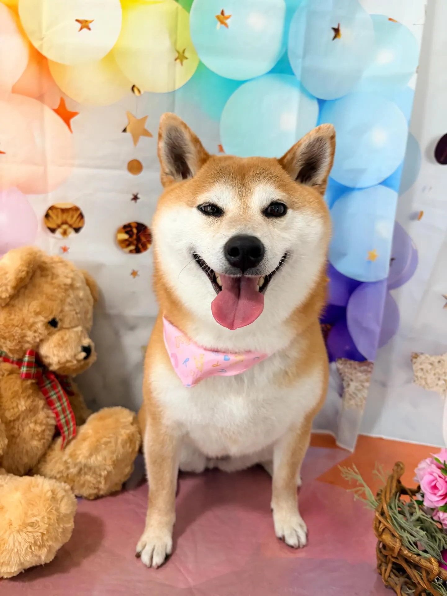 先月アップできなかったお手入れわんこさんラスト投稿です❣️