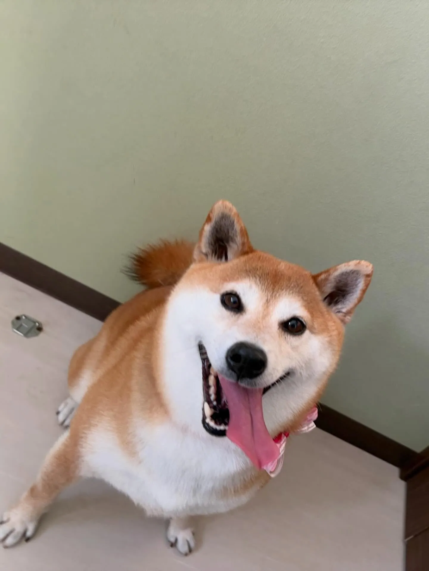 先月アップできなかったお手入れわんこさんラスト投稿です❣️