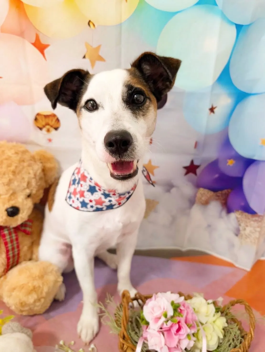 先月アップできなかったお手入れわんこさんラスト投稿です❣️