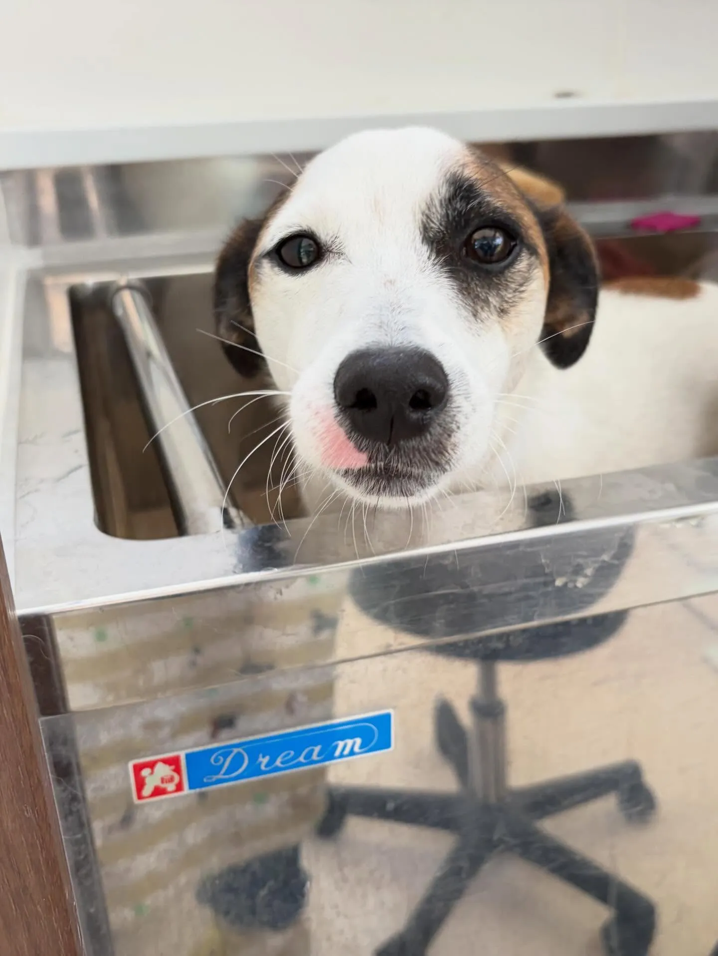 先月アップできなかったお手入れわんこさんラスト投稿です❣️