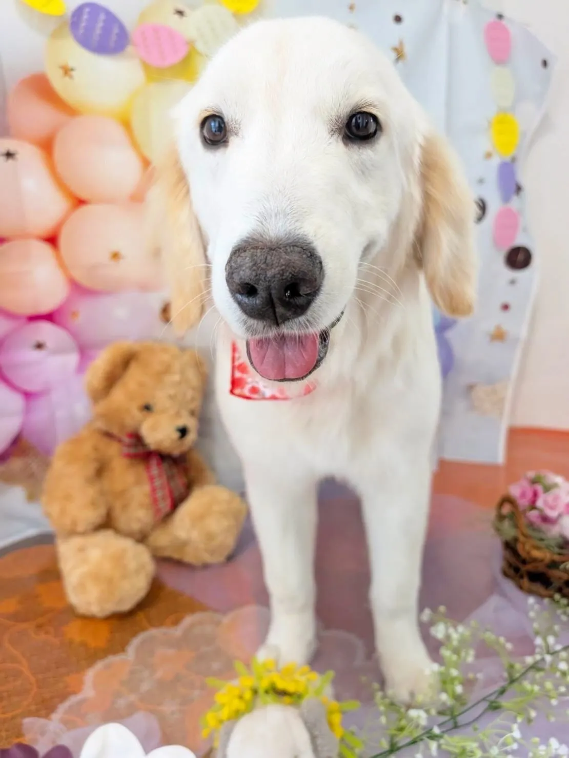 先月アップできなかったお手入れわんこさんラスト投稿です❣️