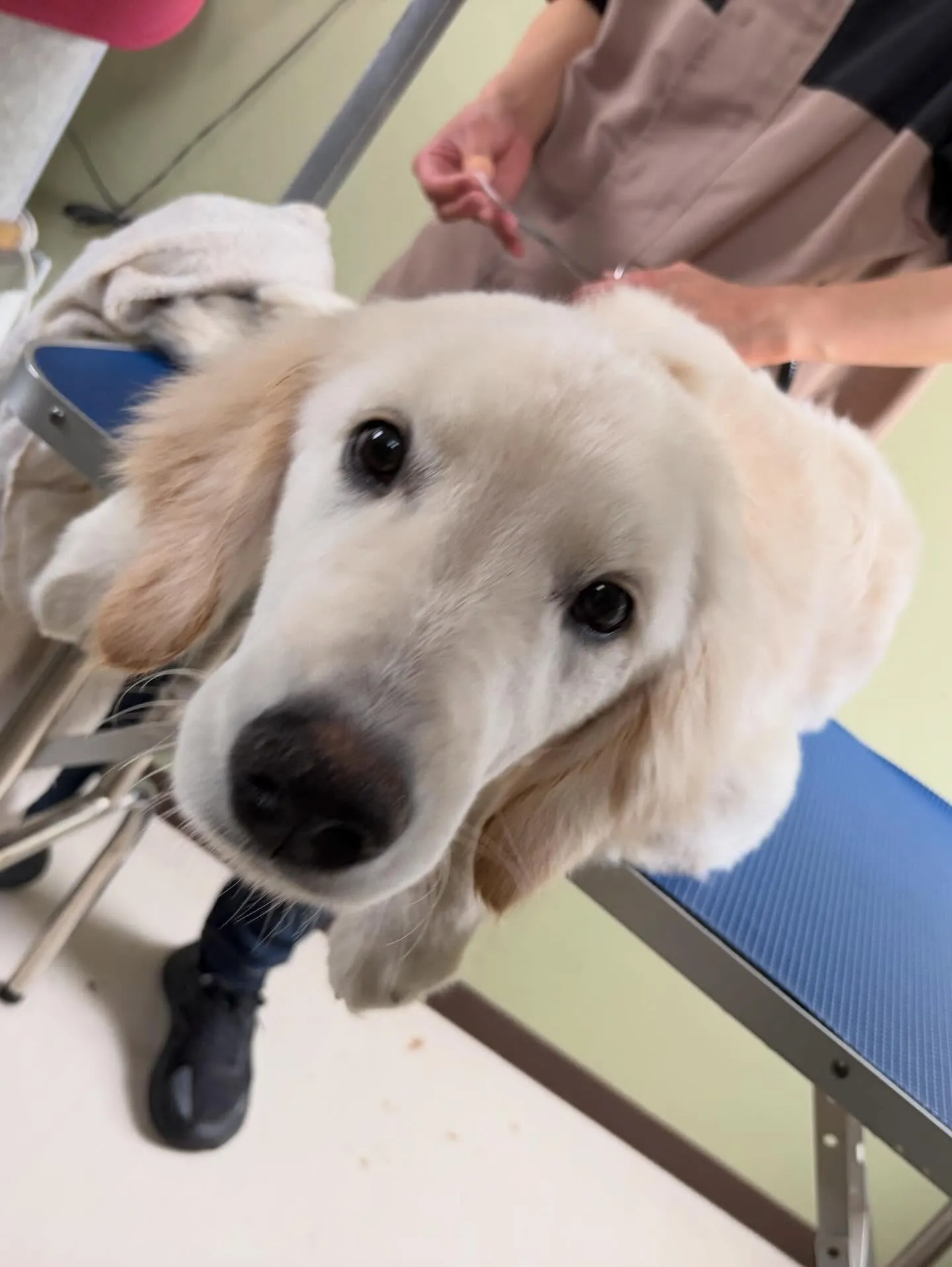 先月アップできなかったお手入れわんこさんラスト投稿です❣️