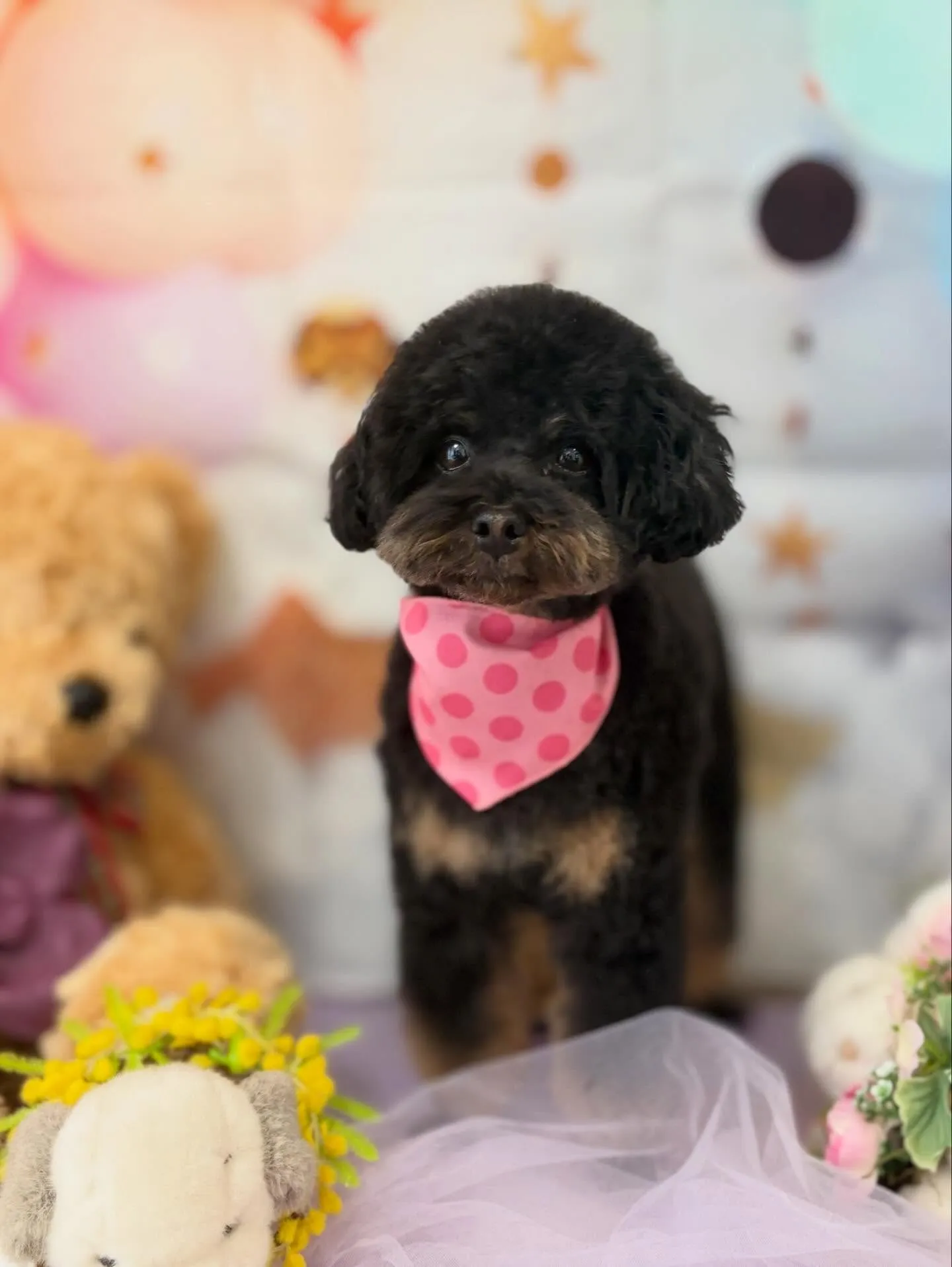 先月アップできなかったお手入れわんこさんラスト投稿です❣️