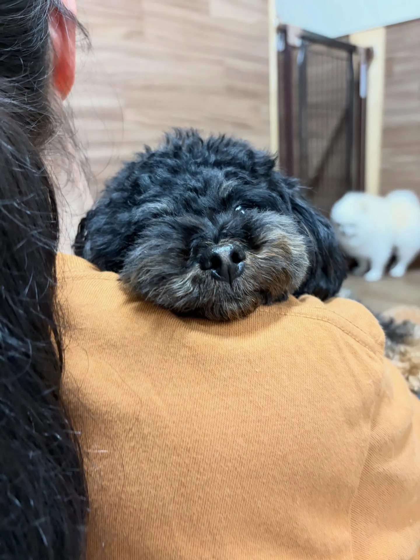 先月アップできなかったお手入れわんこさんラスト投稿です❣️