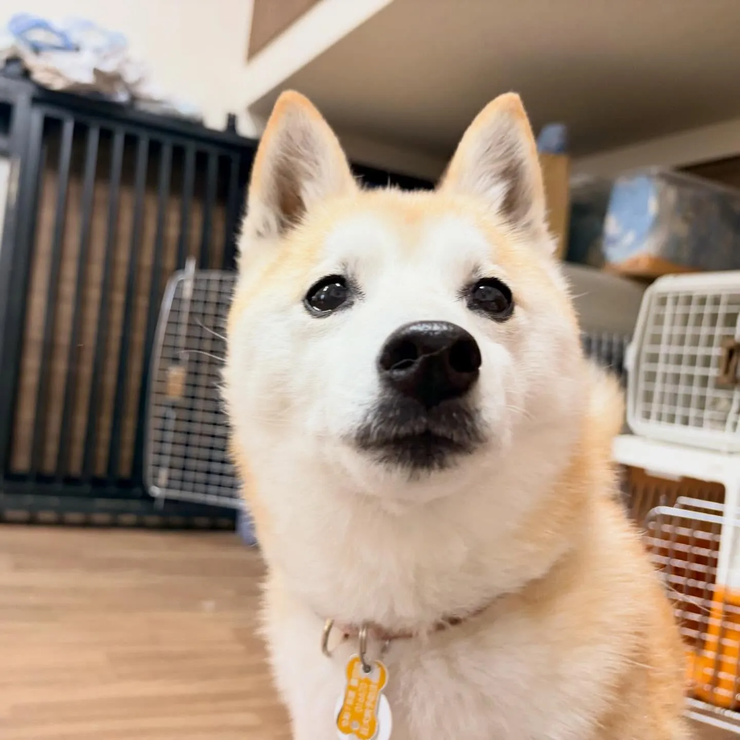 入会してくれた百ちゃんです😊