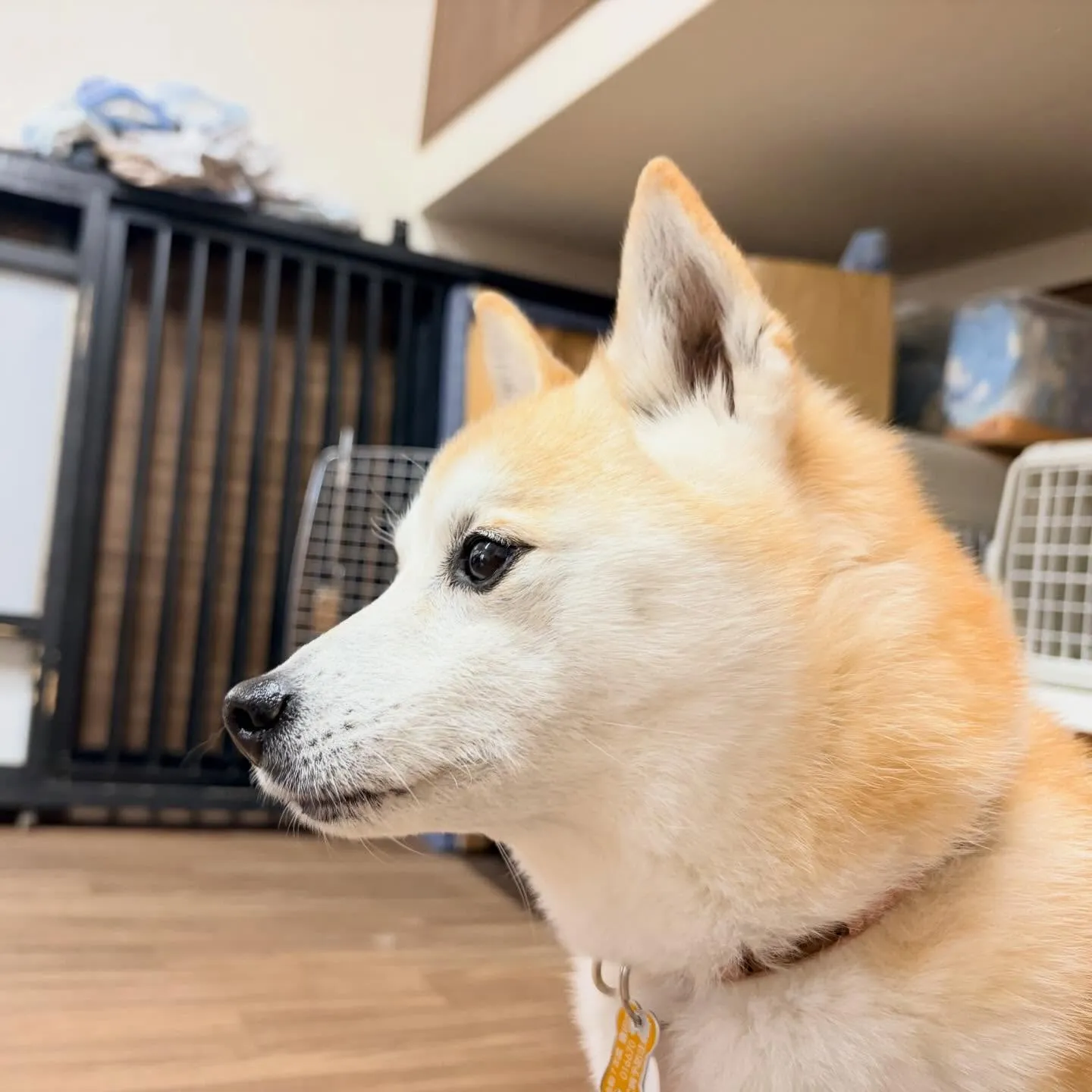 入会してくれた百ちゃんです😊