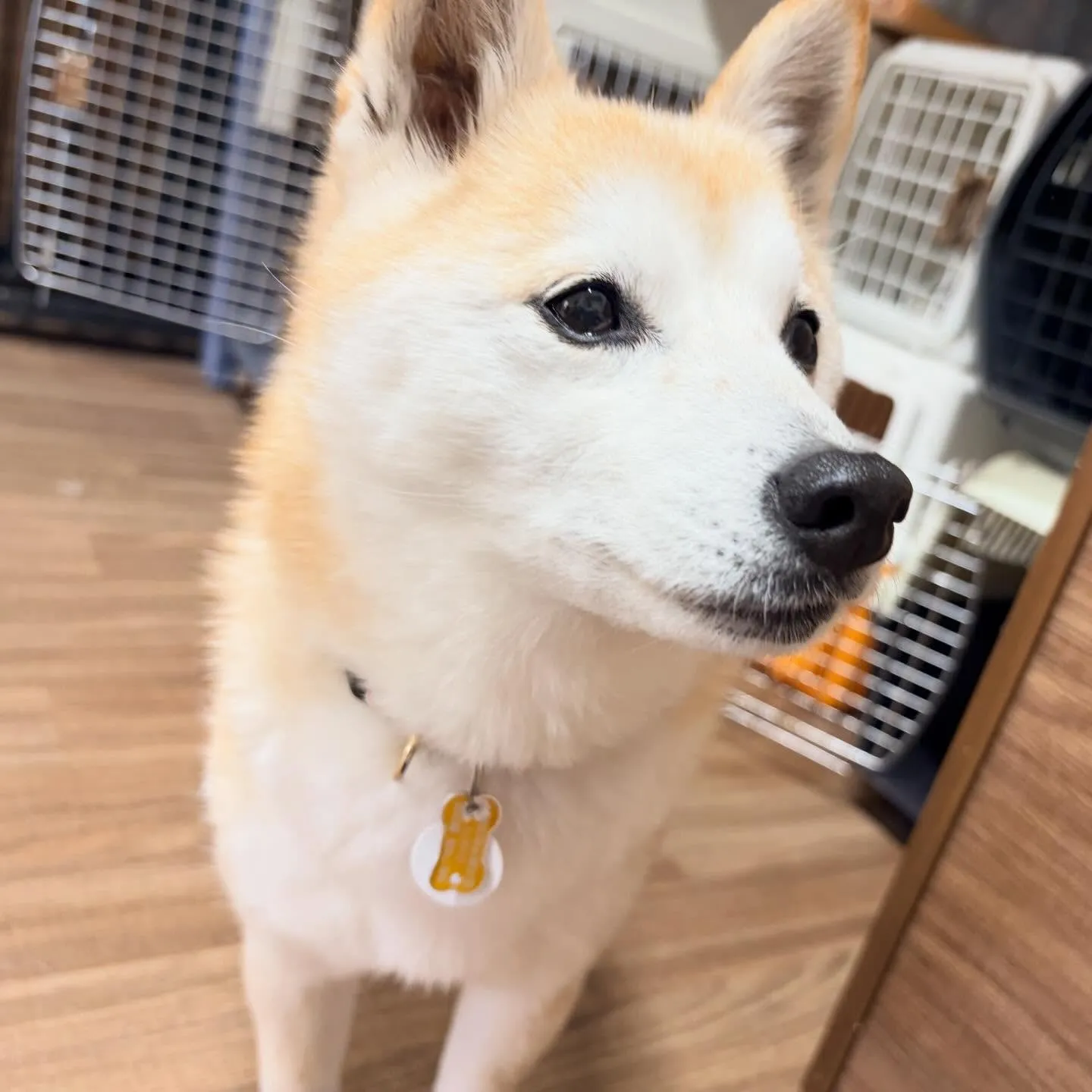 入会してくれた百ちゃんです😊