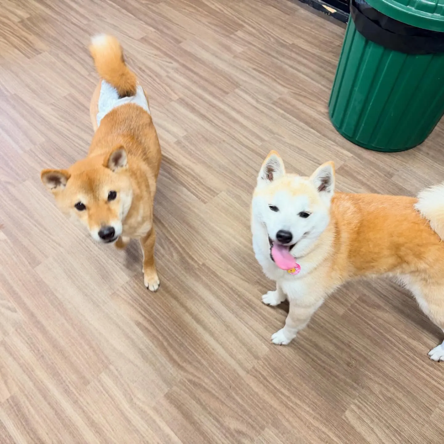 入会してくれた百ちゃんです😊