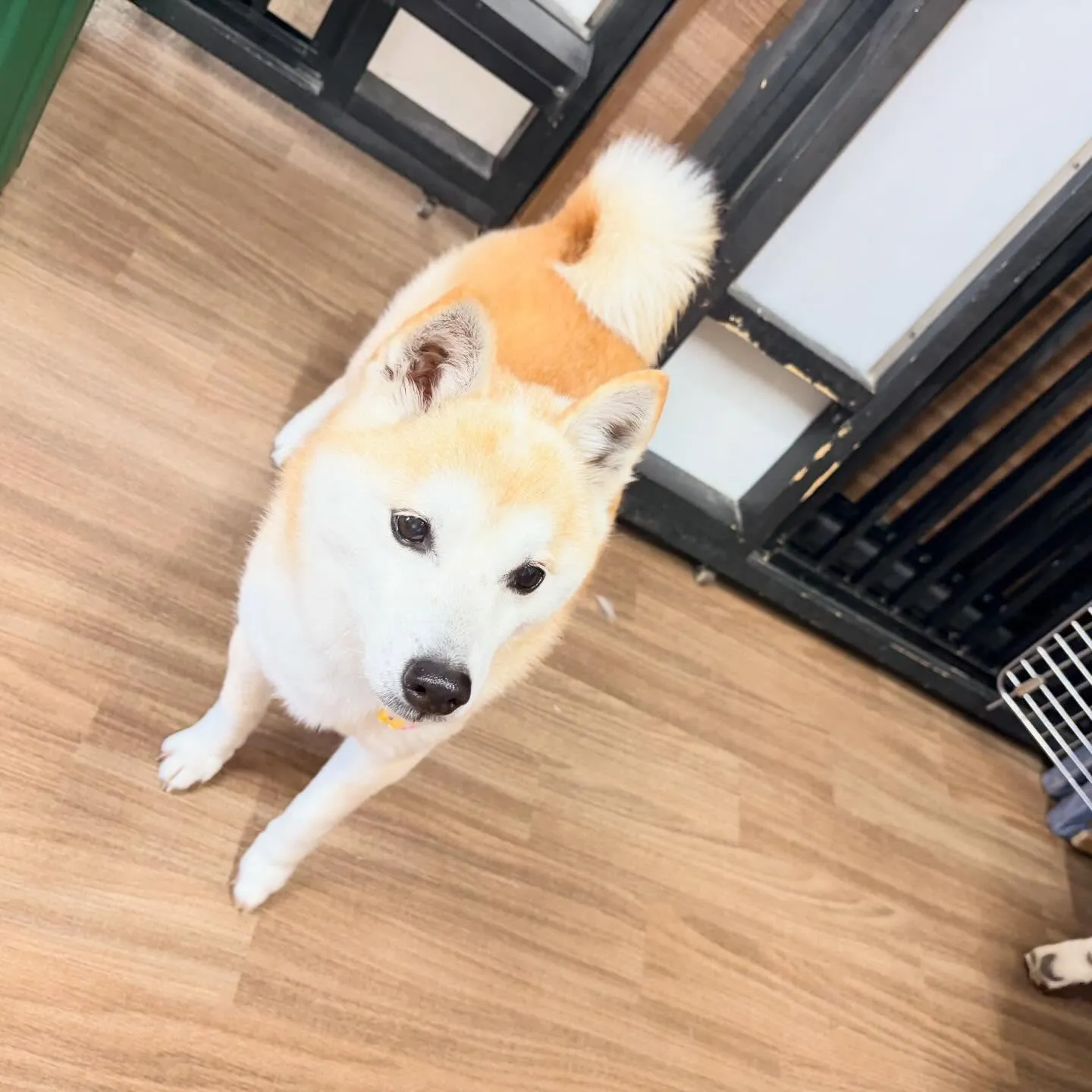 入会してくれた百ちゃんです😊