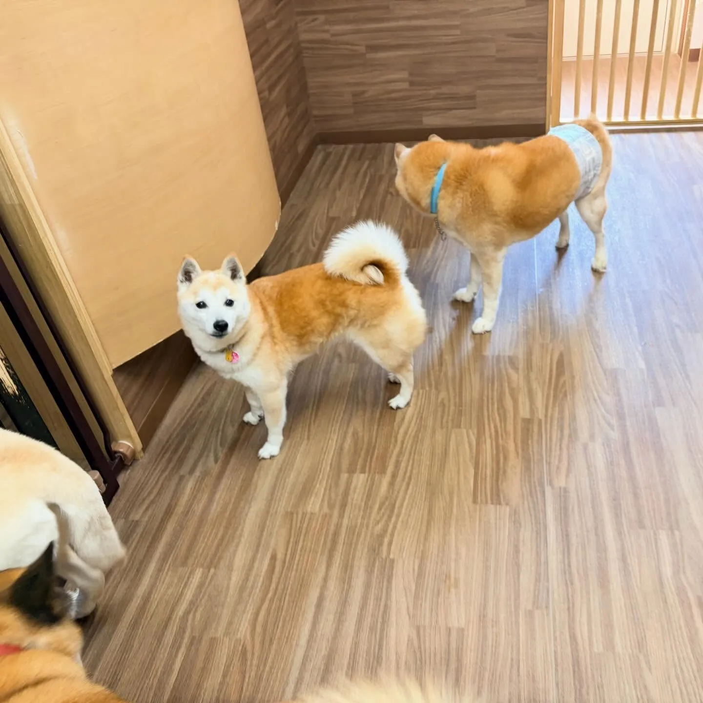 入会してくれた百ちゃんです😊