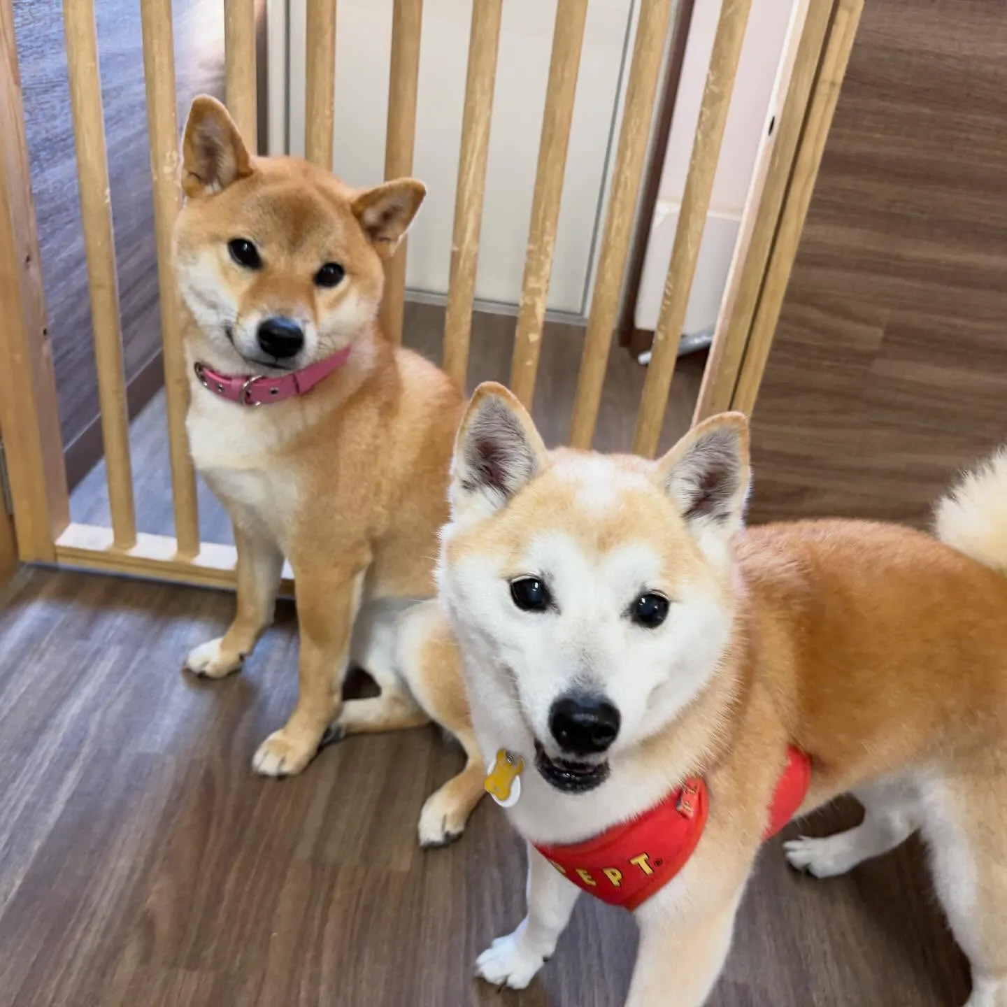 入会してくれた百ちゃんです😊