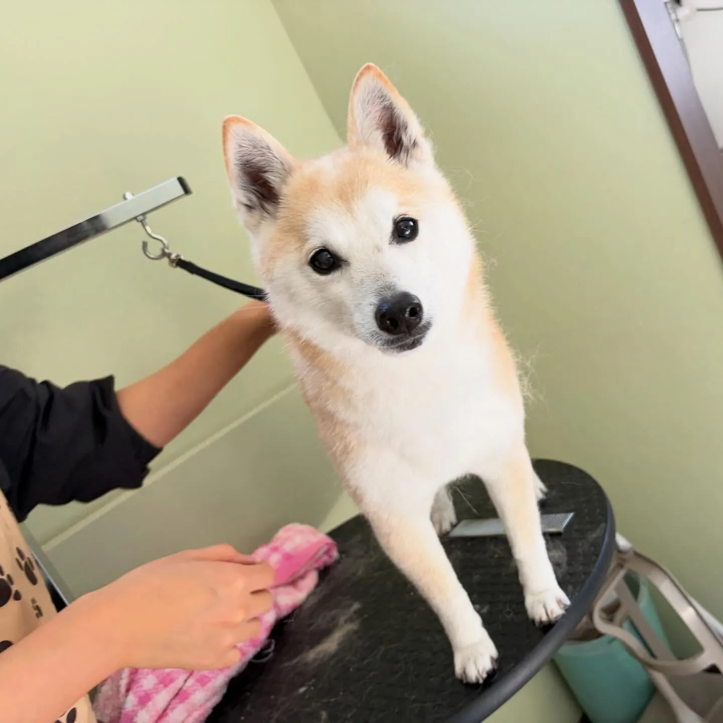 入会してくれた百ちゃんです😊