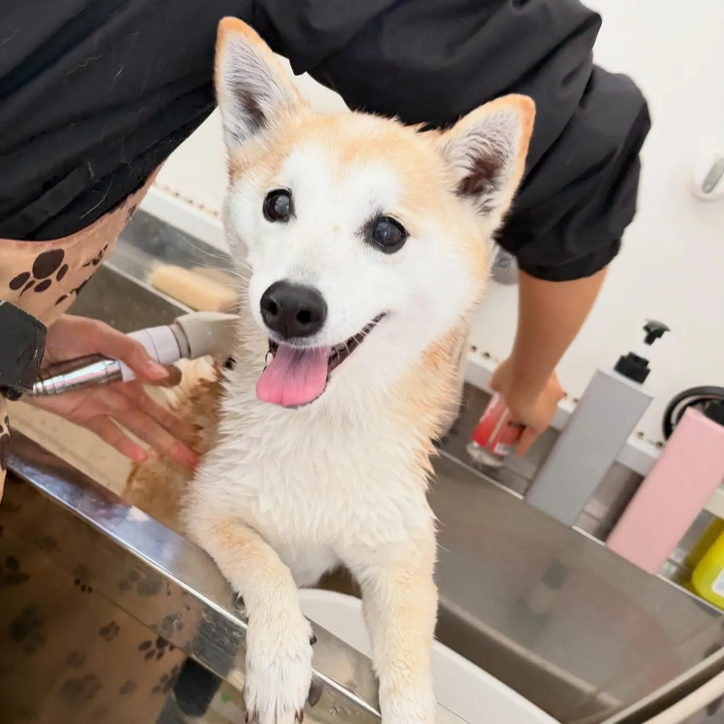 入会してくれた百ちゃんです😊