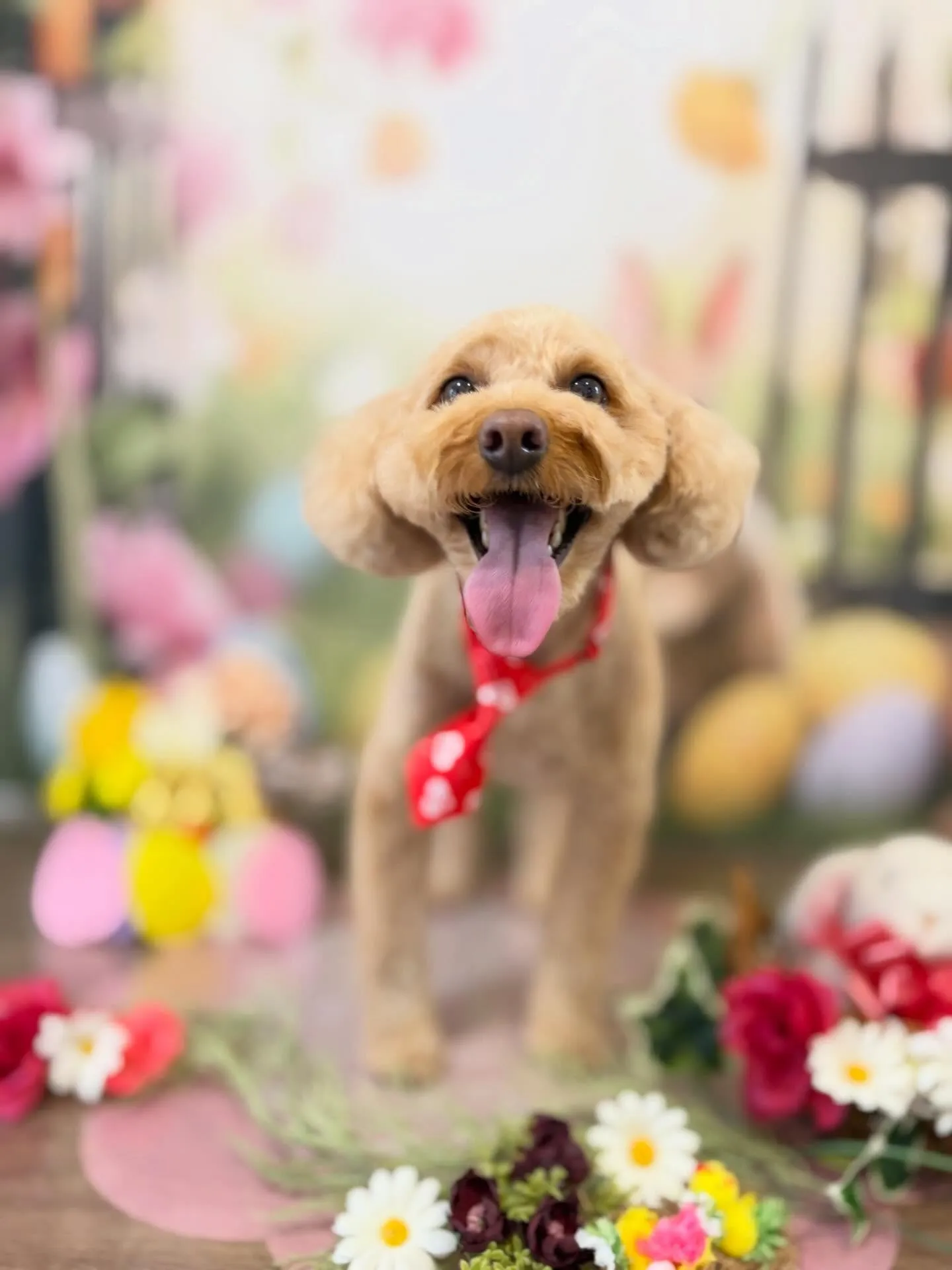 ようやく今月のお手入れわんこたちです🥰