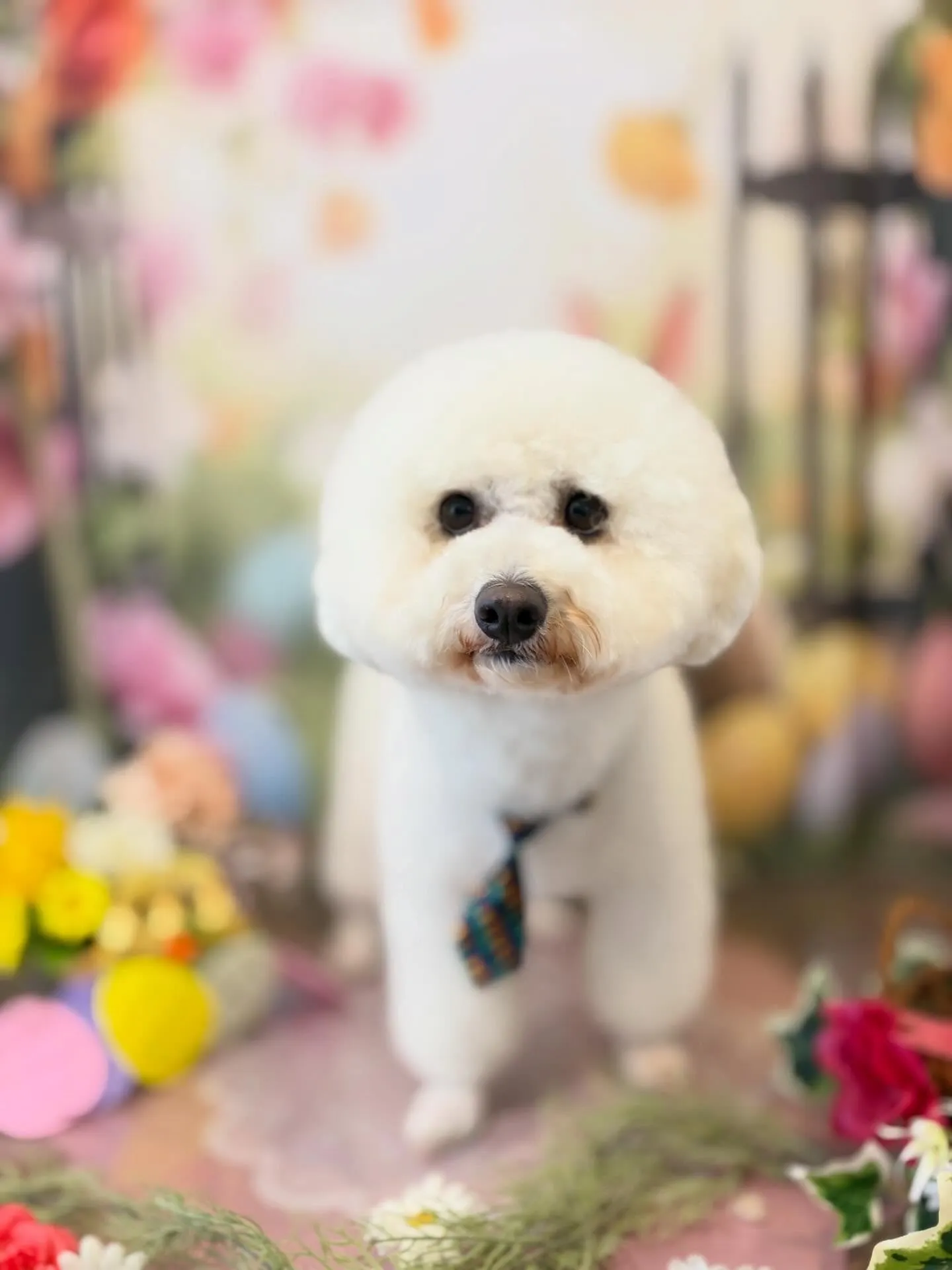 ようやく今月のお手入れわんこたちです🥰