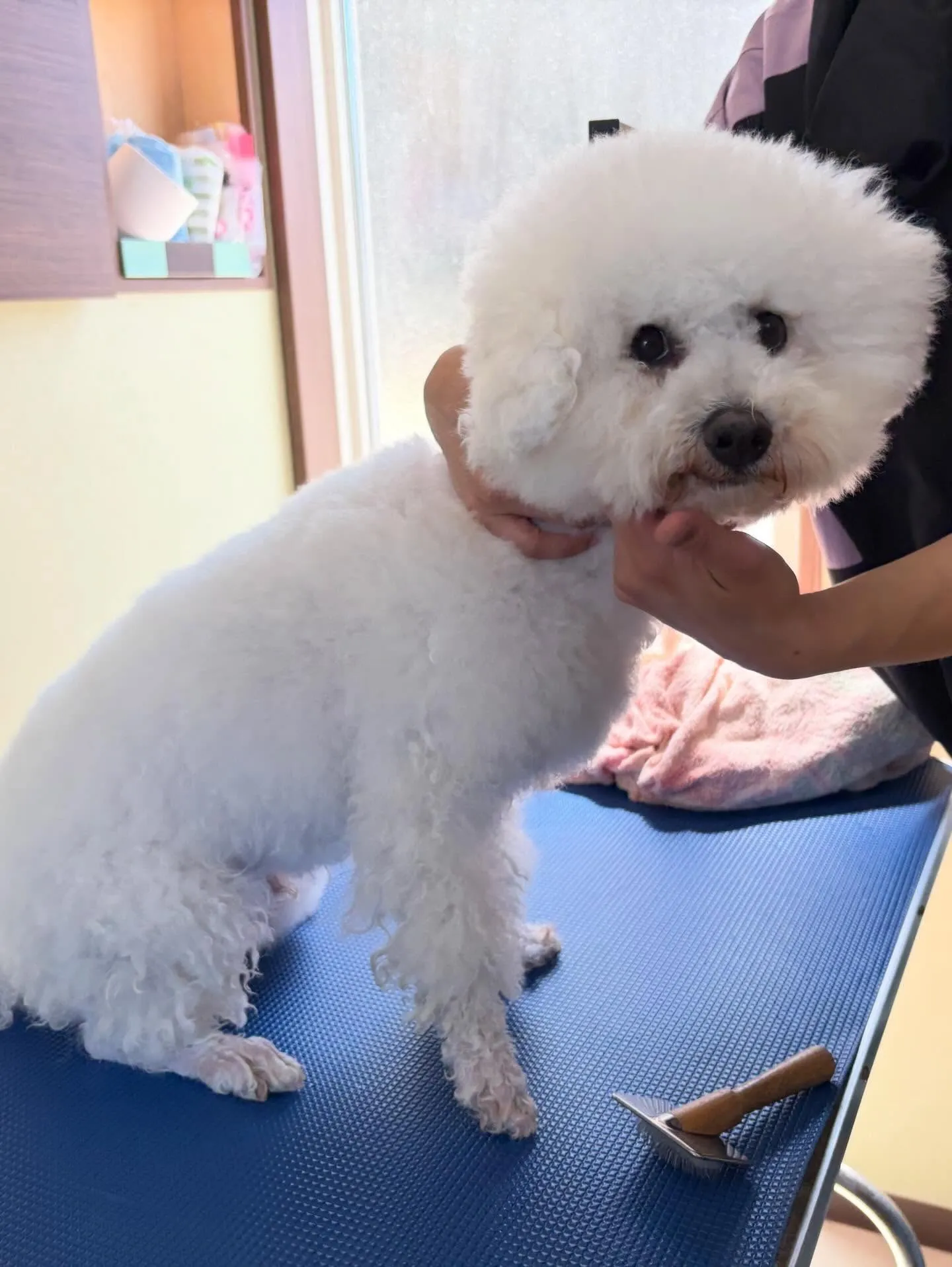 ようやく今月のお手入れわんこたちです🥰