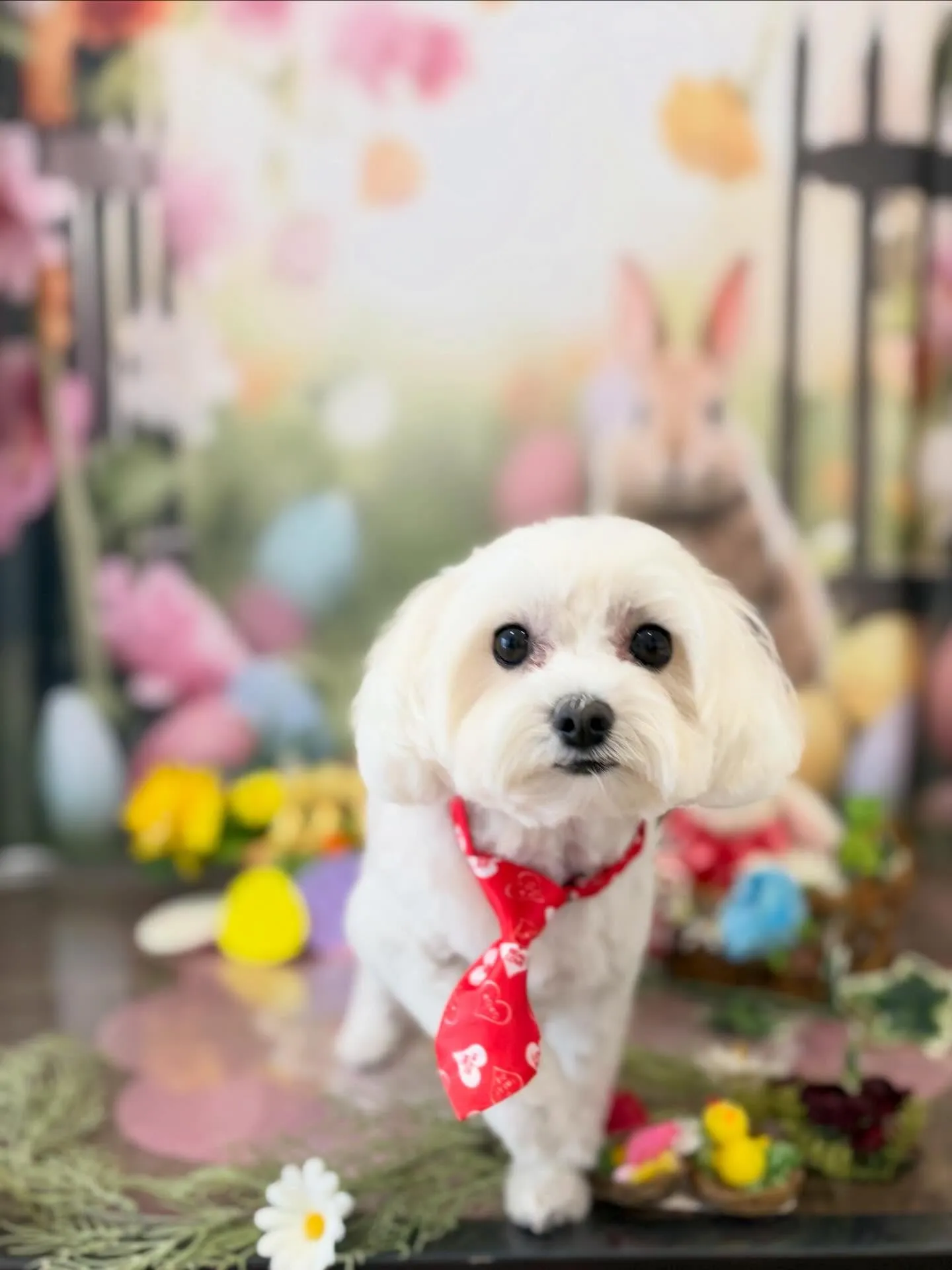 ようやく今月のお手入れわんこたちです🥰