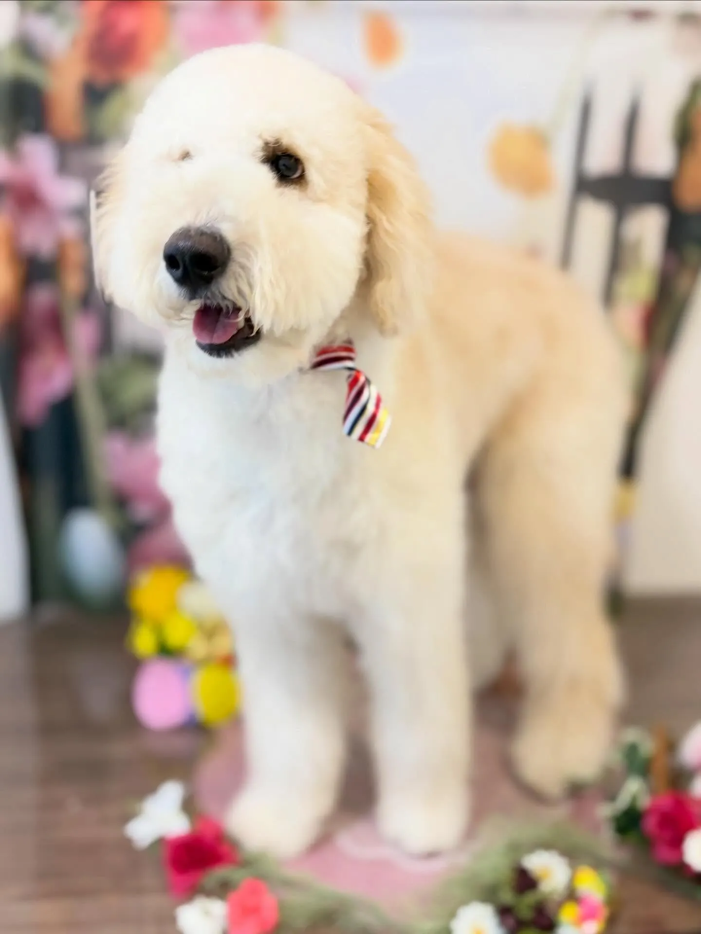 トリミングのセットメニューをご利用頂いたわんこたち🎶