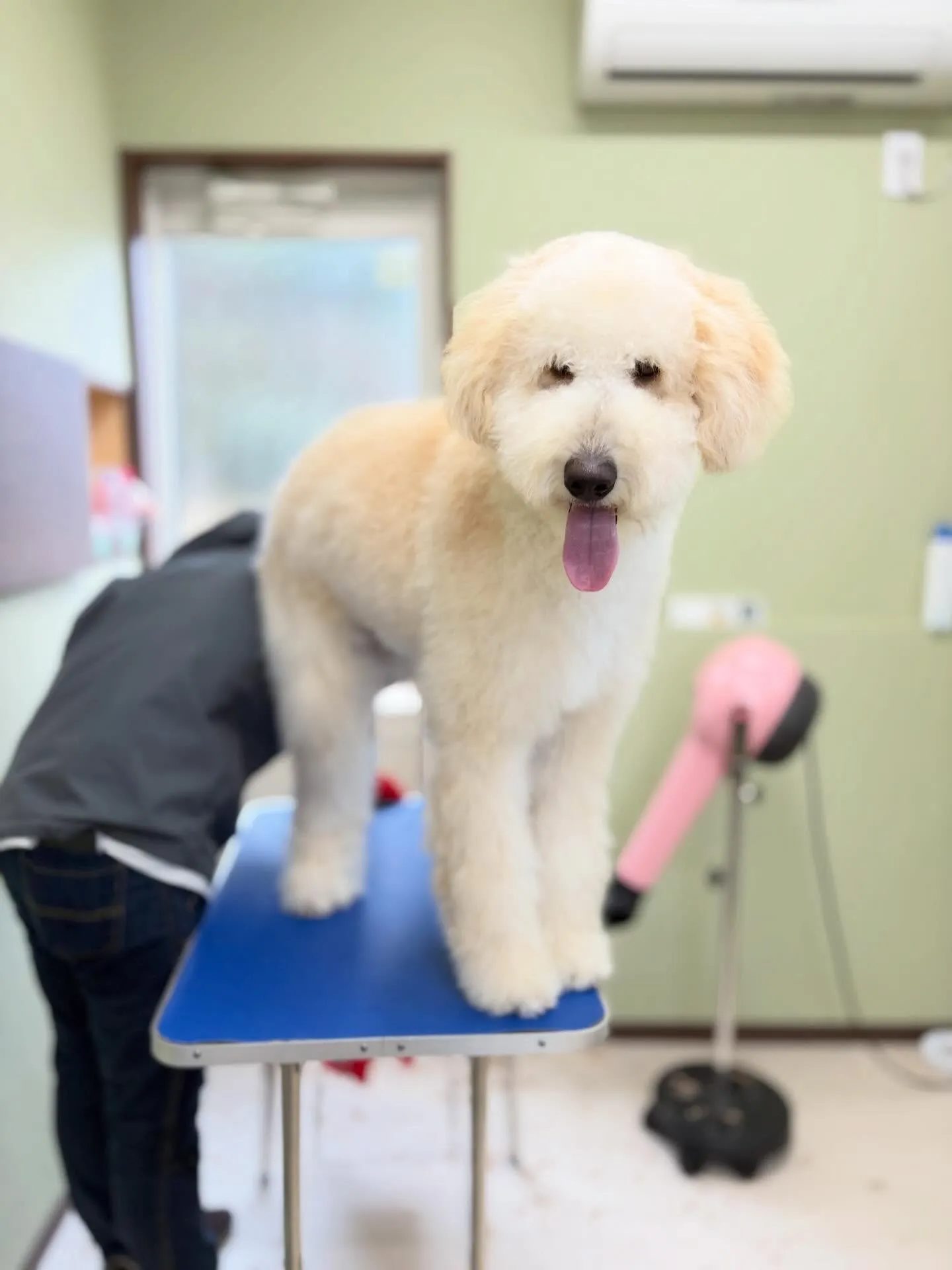 トリミングのセットメニューをご利用頂いたわんこたち🎶