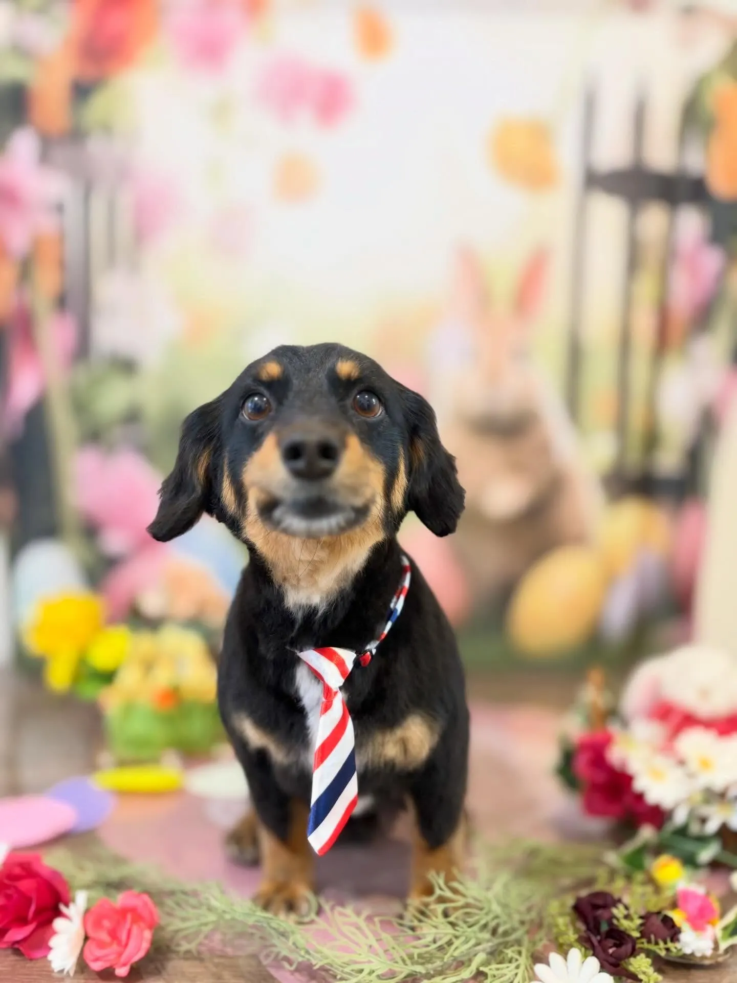 トリミングのセットメニューをご利用頂いたわんこたち🎶