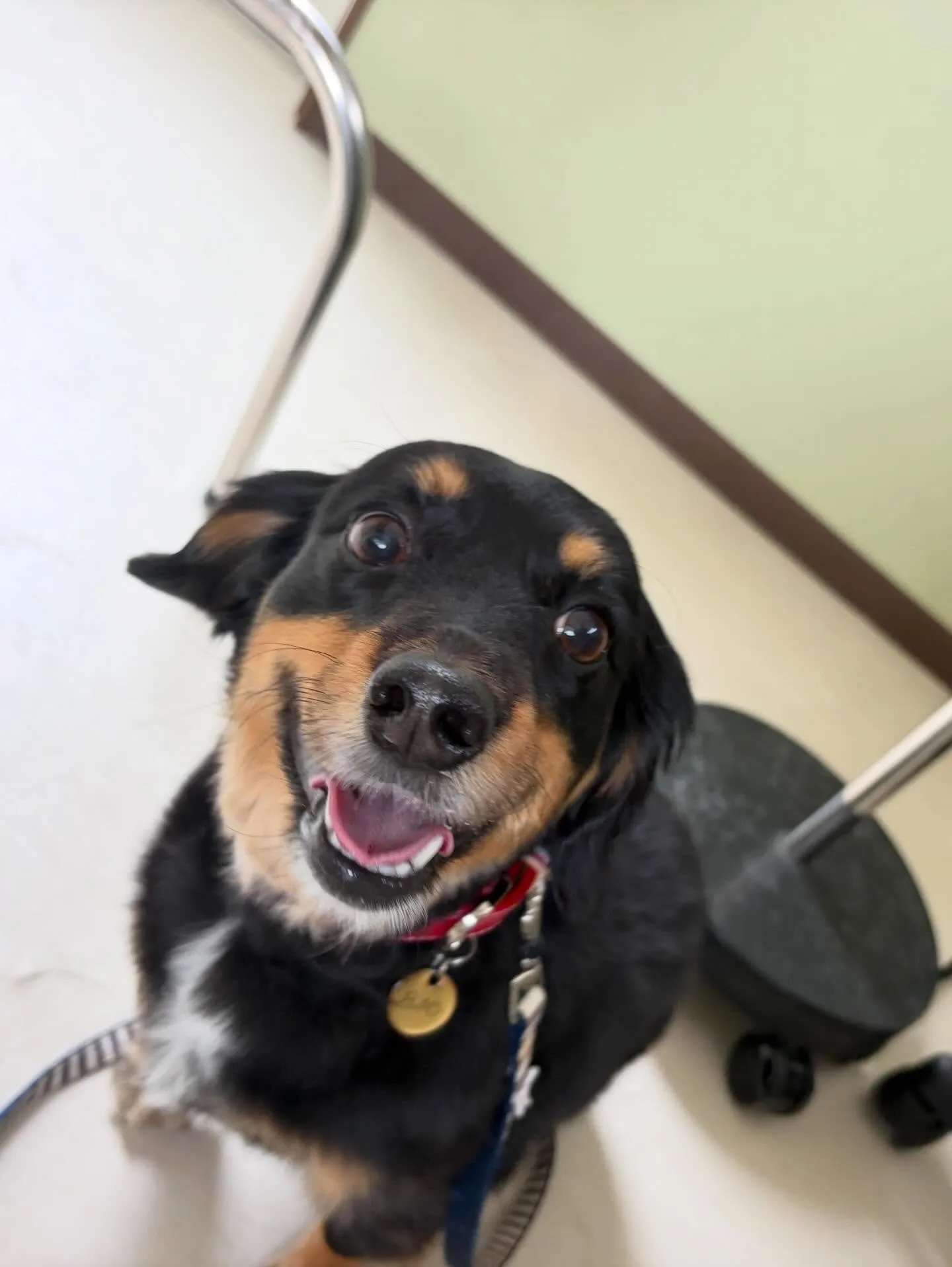 トリミングのセットメニューをご利用頂いたわんこたち🎶