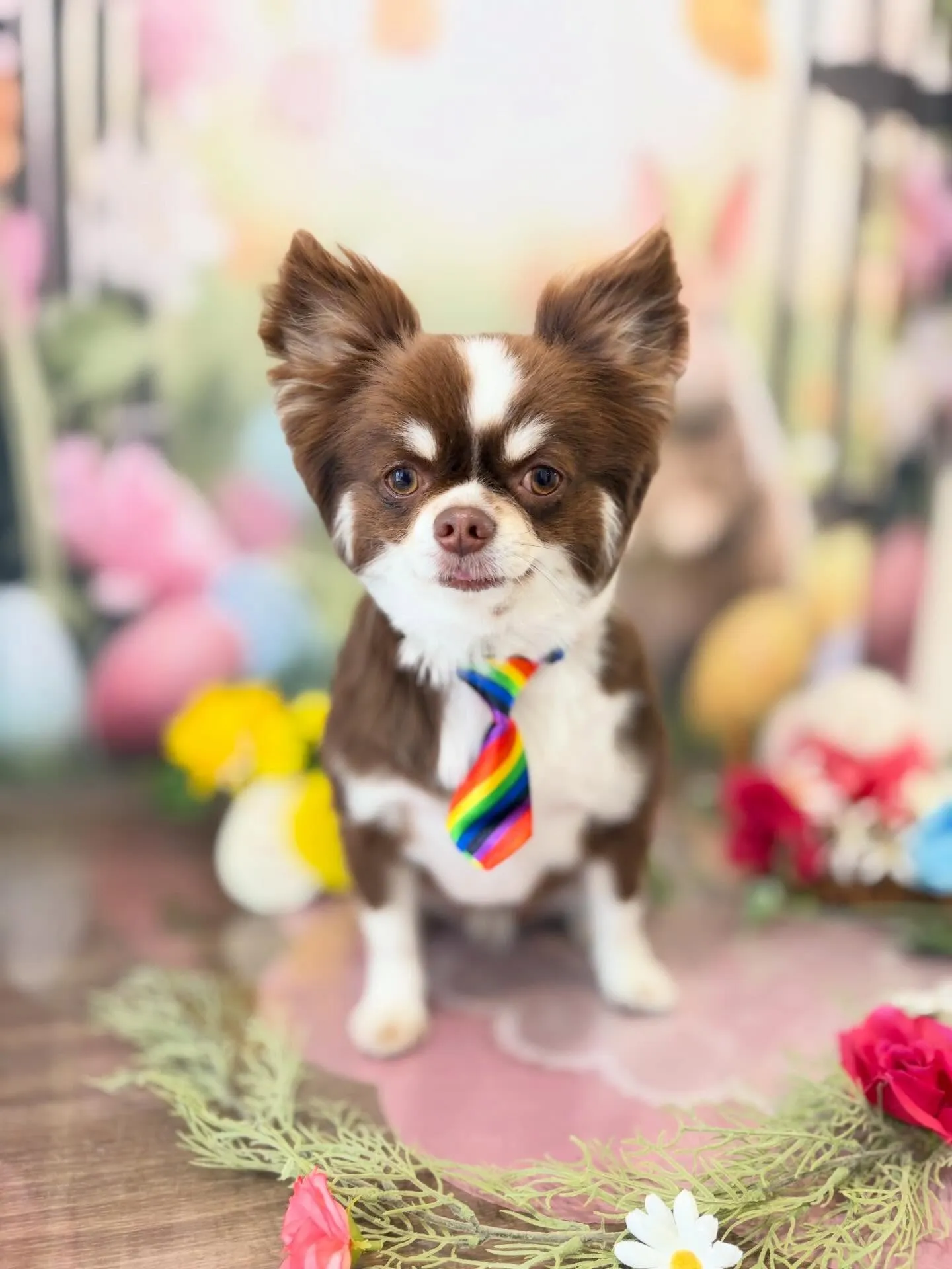 トリミングのセットメニューをご利用頂いたわんこたち🎶