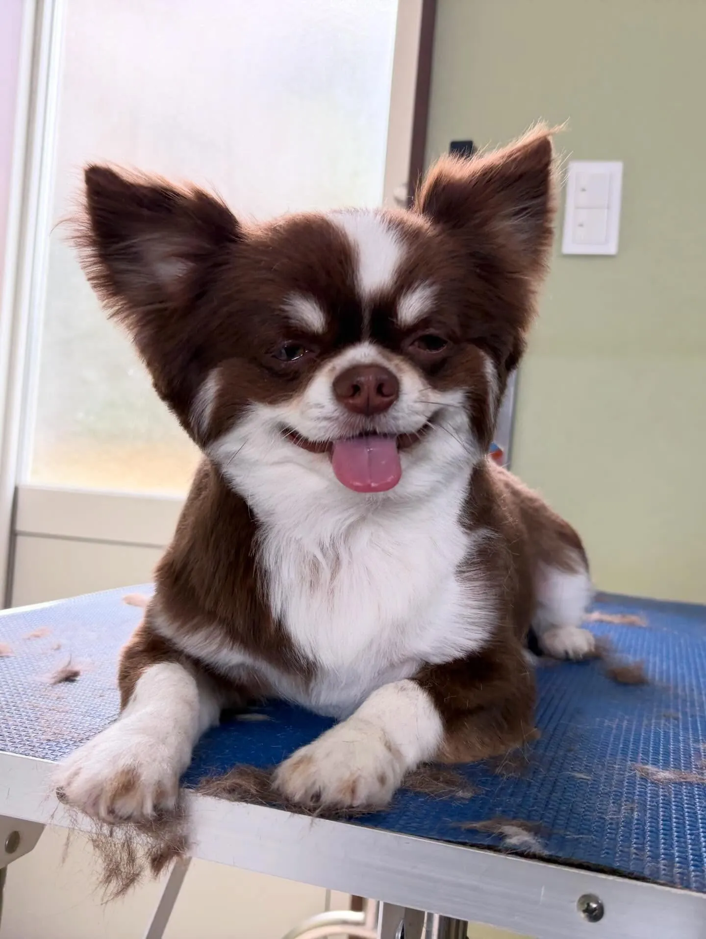 トリミングのセットメニューをご利用頂いたわんこたち🎶