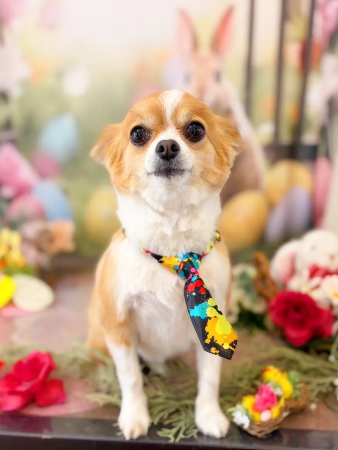 トリミングのセットメニューをご利用頂いたわんこたち🎶