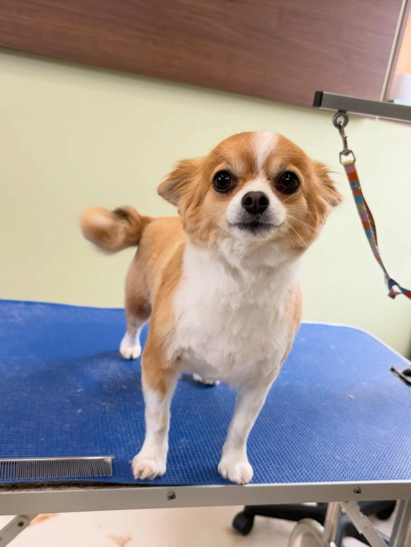 トリミングのセットメニューをご利用頂いたわんこたち🎶