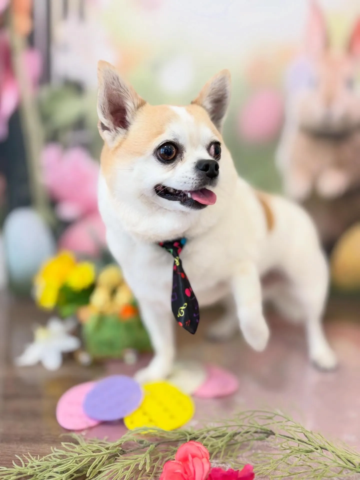 トリミングのセットメニューをご利用頂いたわんこたち🎶