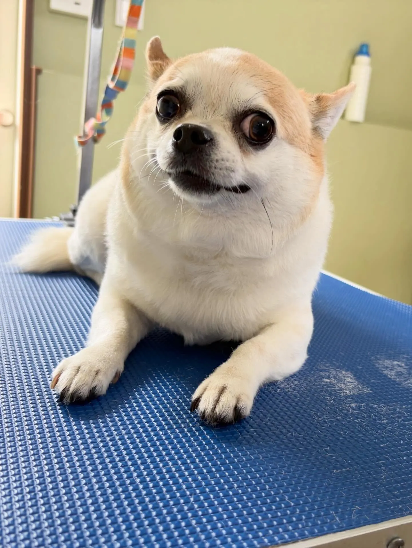 トリミングのセットメニューをご利用頂いたわんこたち🎶