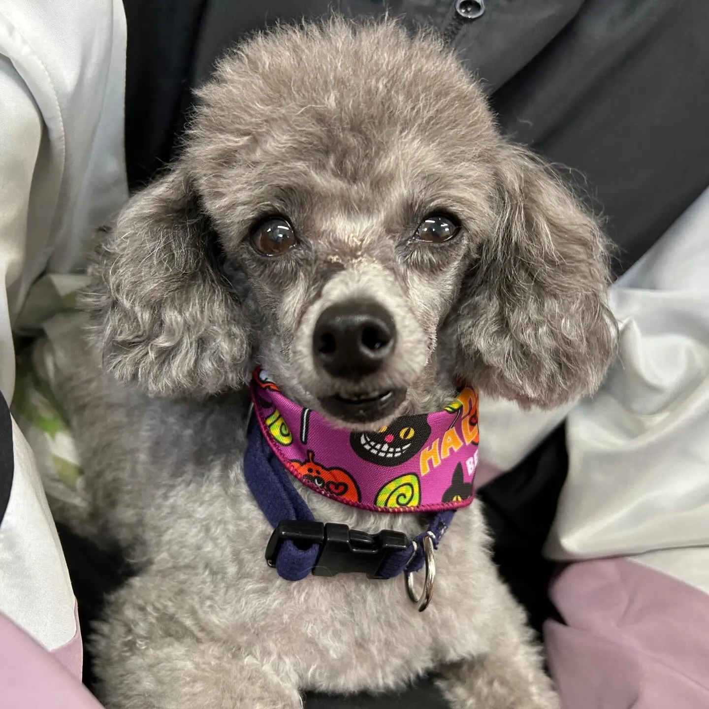 入会してくれたポシェくんです💕