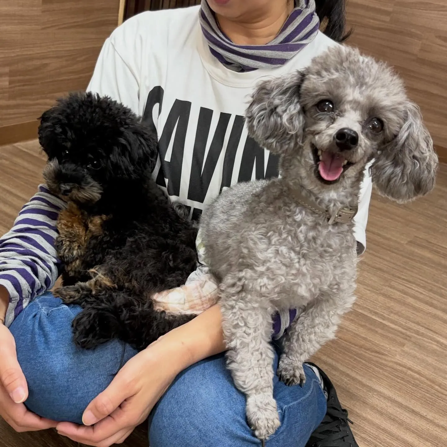 入会してくれたポシェくんです💕