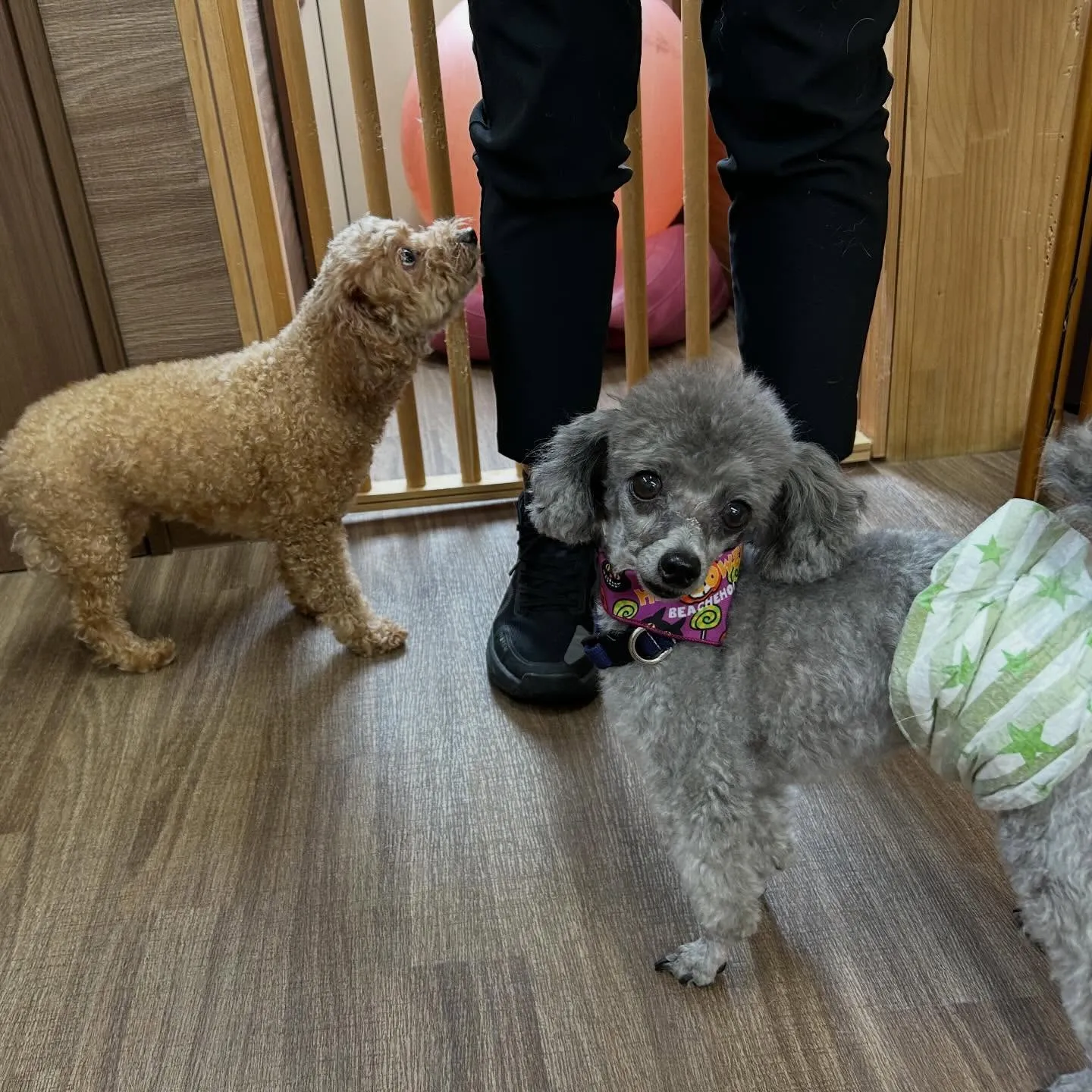 入会してくれたポシェくんです💕