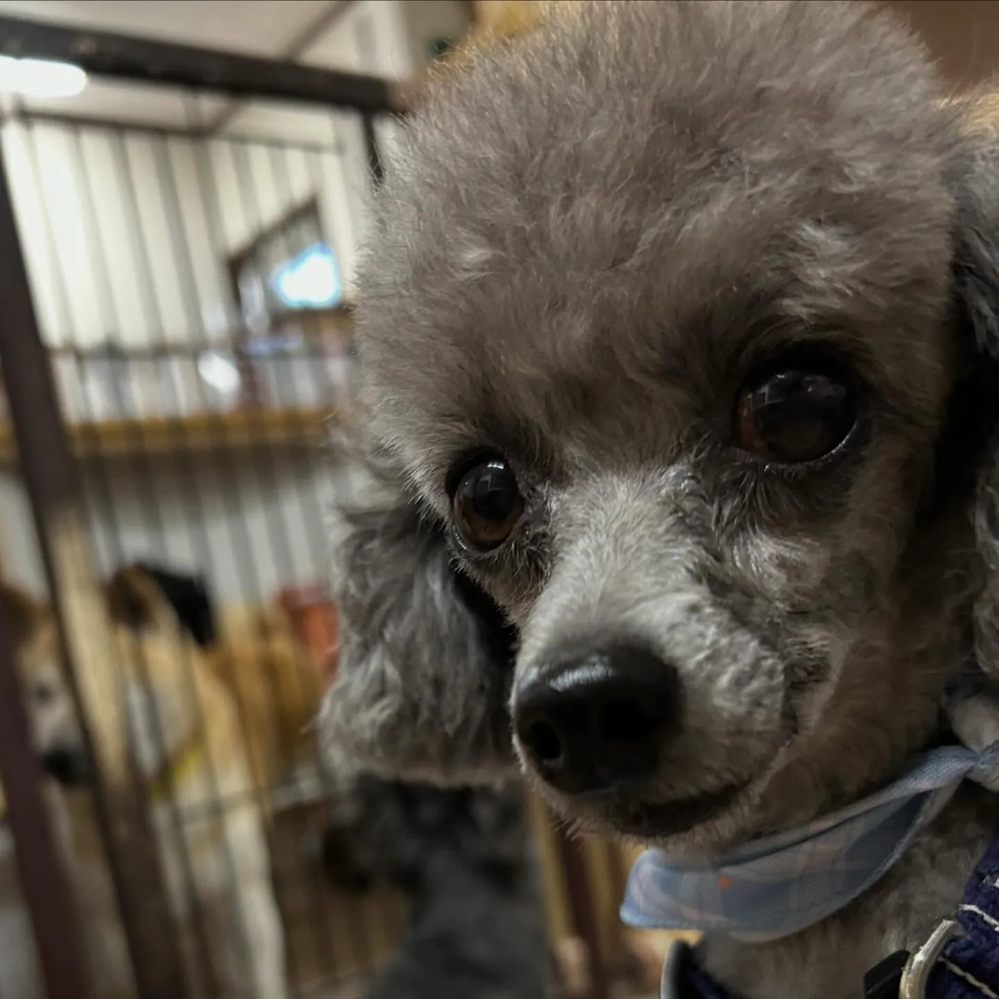 入会してくれたポシェくんです💕