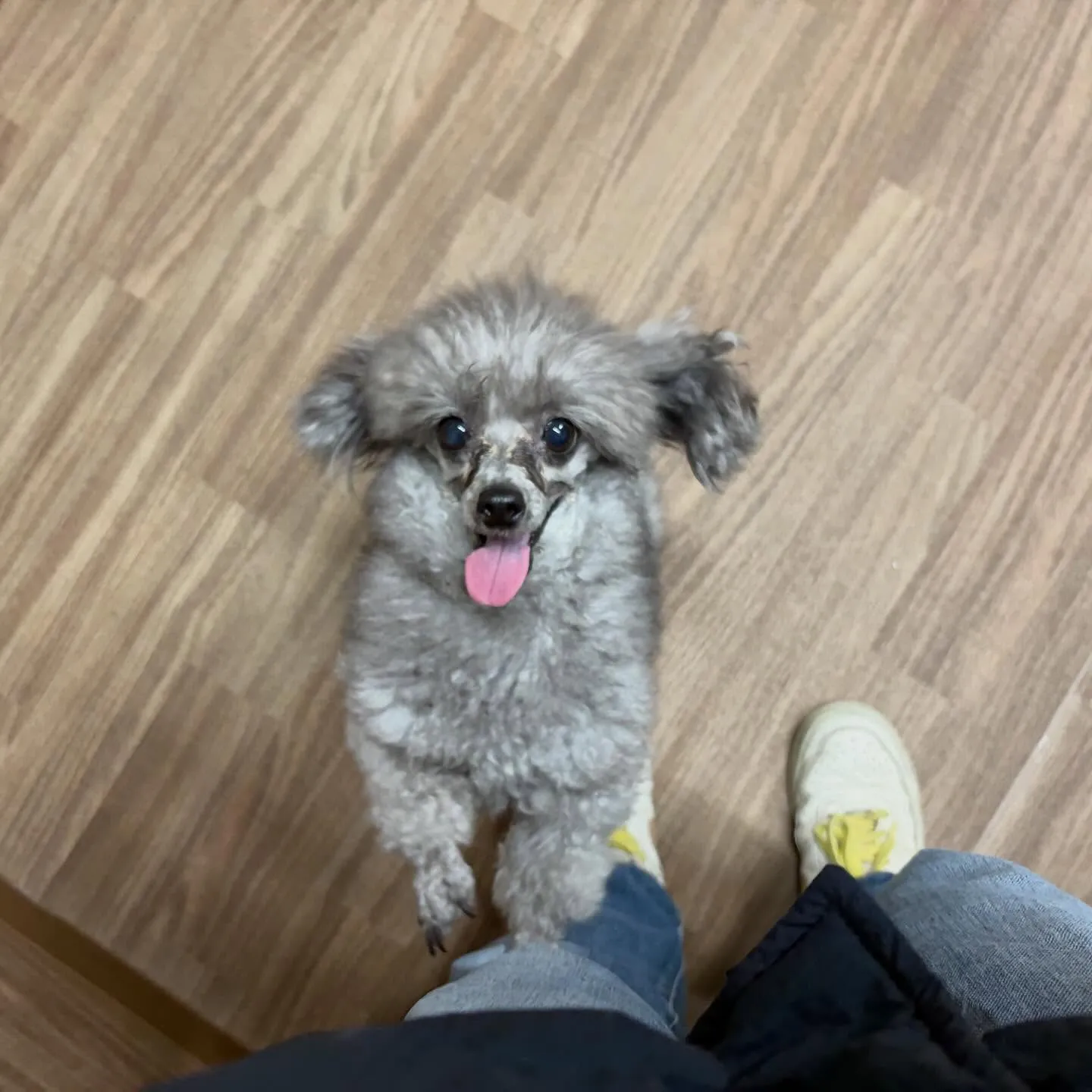 入会してくれたポシェくんです💕