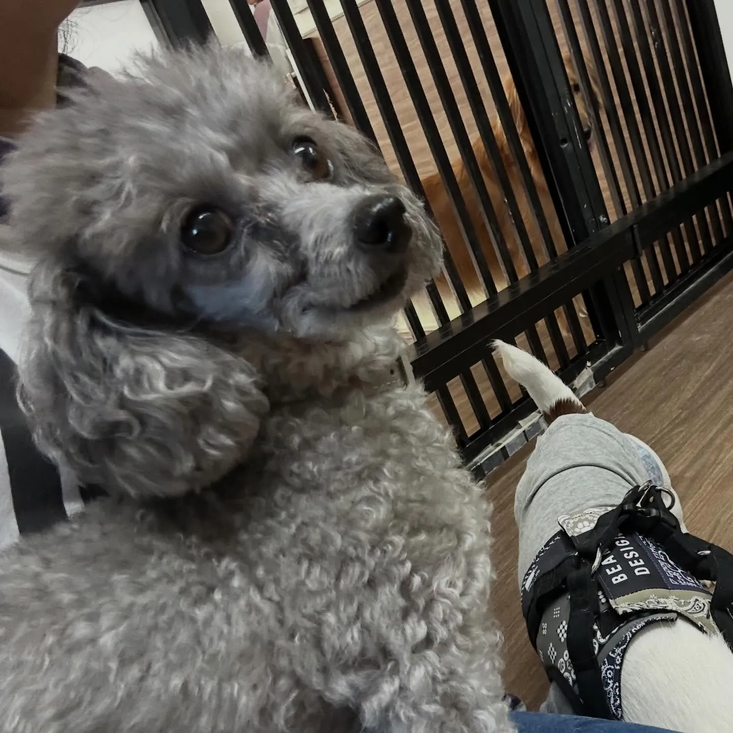 入会してくれたポシェくんです💕