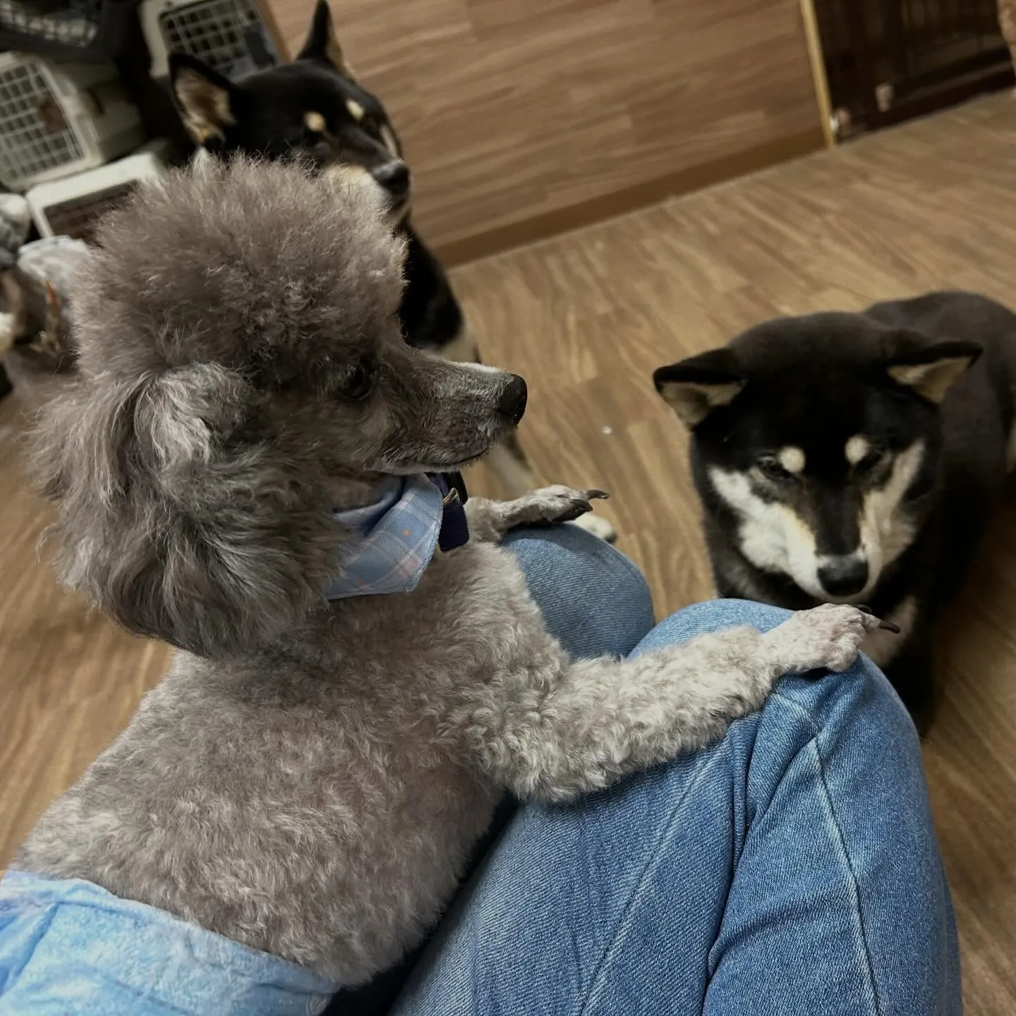 入会してくれたポシェくんです💕