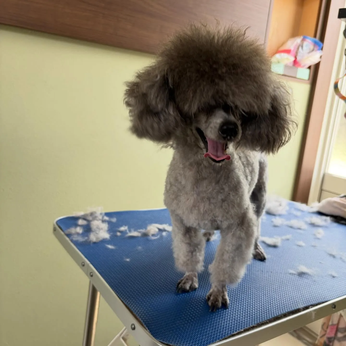 入会してくれたポシェくんです💕