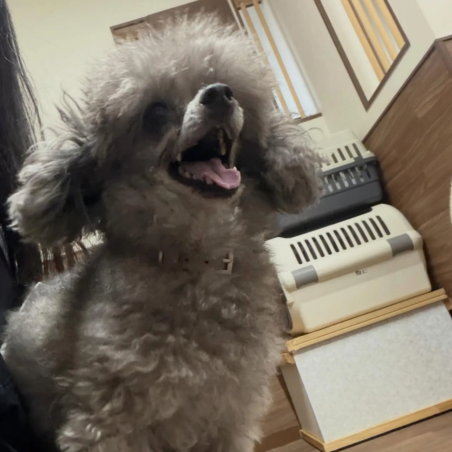 入会してくれたポシェくんです💕