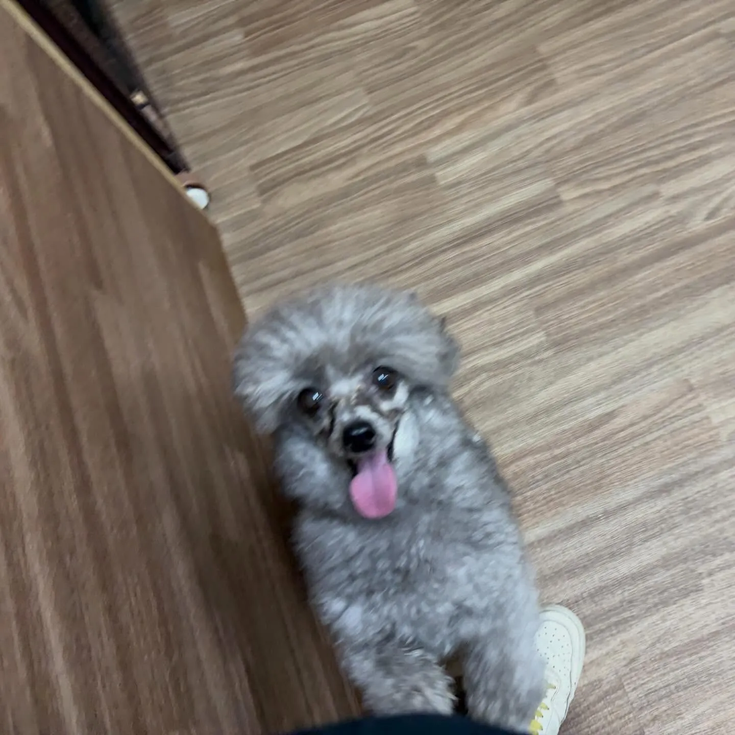 入会してくれたポシェくんです💕