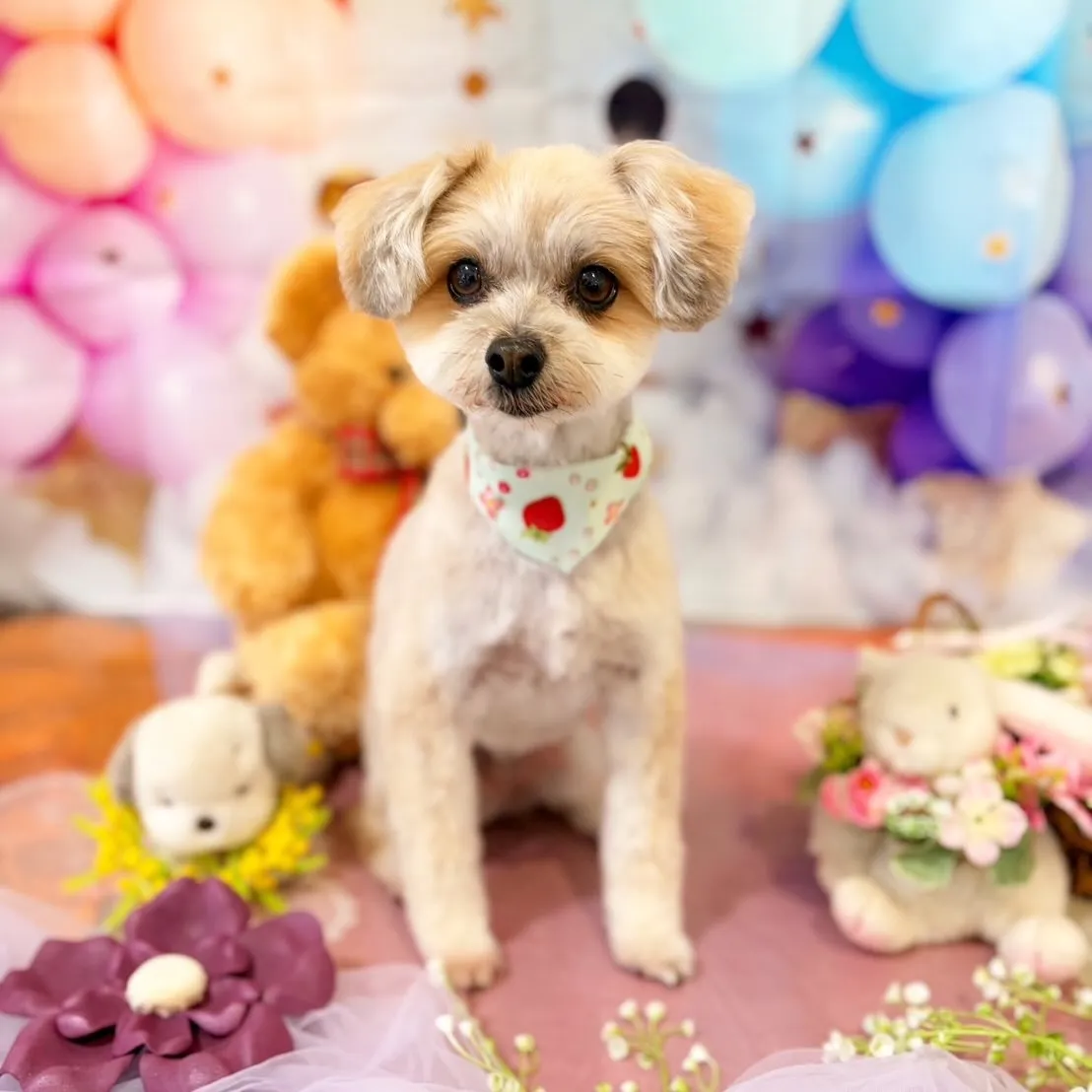 どうやら先月のお手入れわんこ写真の中でアップし忘れていた子が...