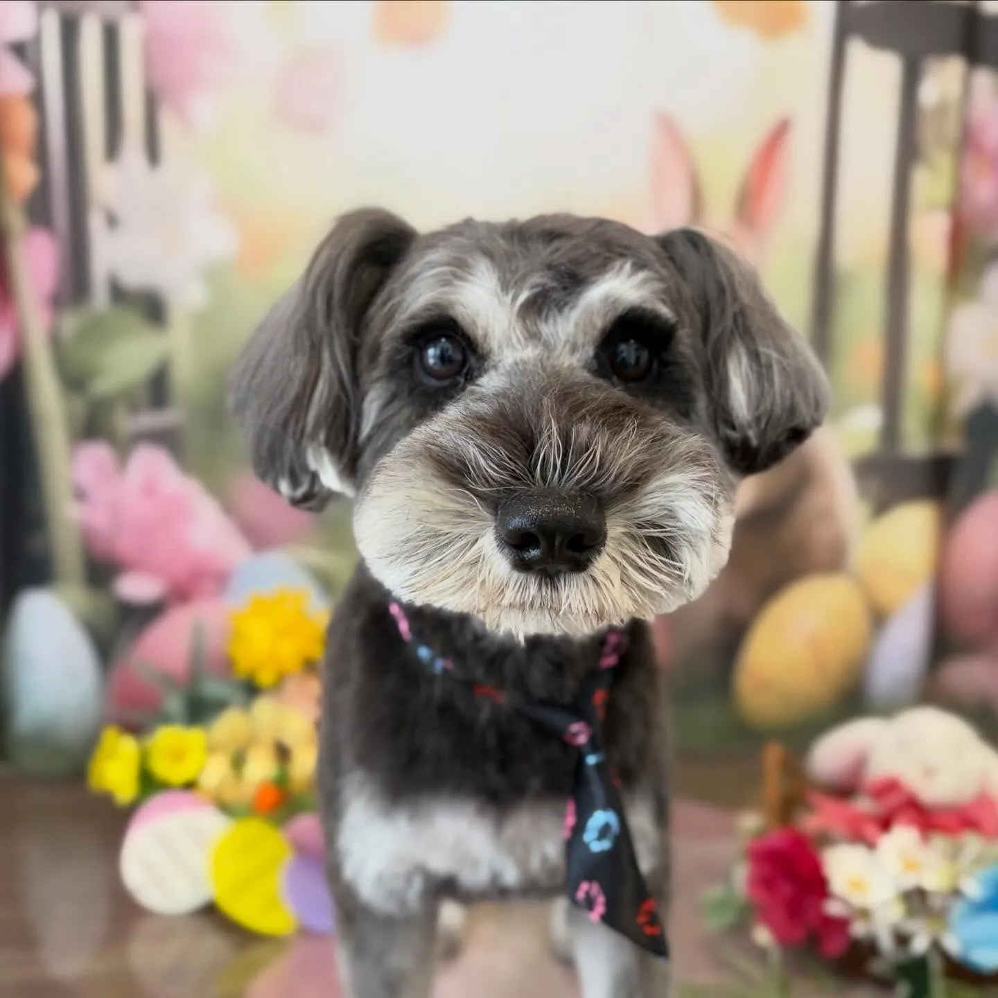 トリミングのセットメニューをご利用頂いたわんこたちです💖