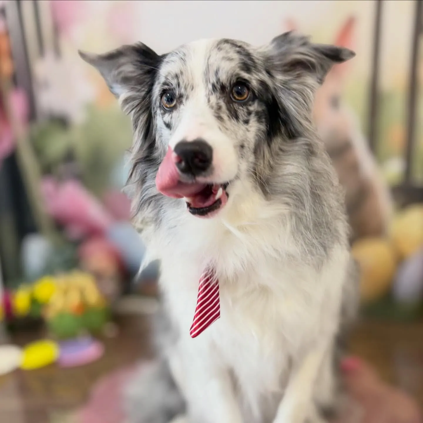 トリミングのセットメニューをご利用頂いたわんこたちです💖