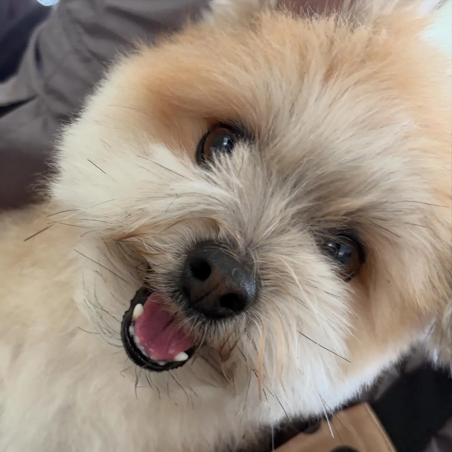 どうやら先月のお手入れわんこ写真の中でアップし忘れていた子が...