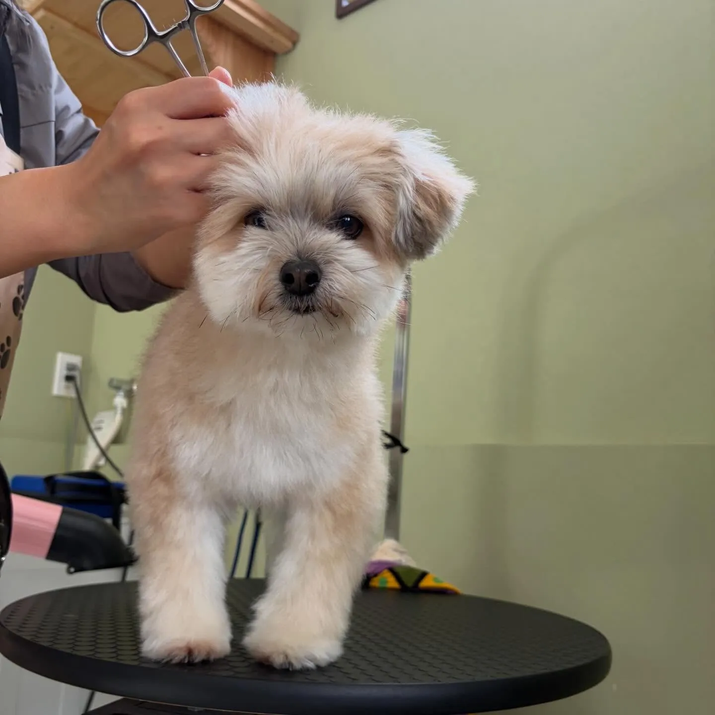 どうやら先月のお手入れわんこ写真の中でアップし忘れていた子が...