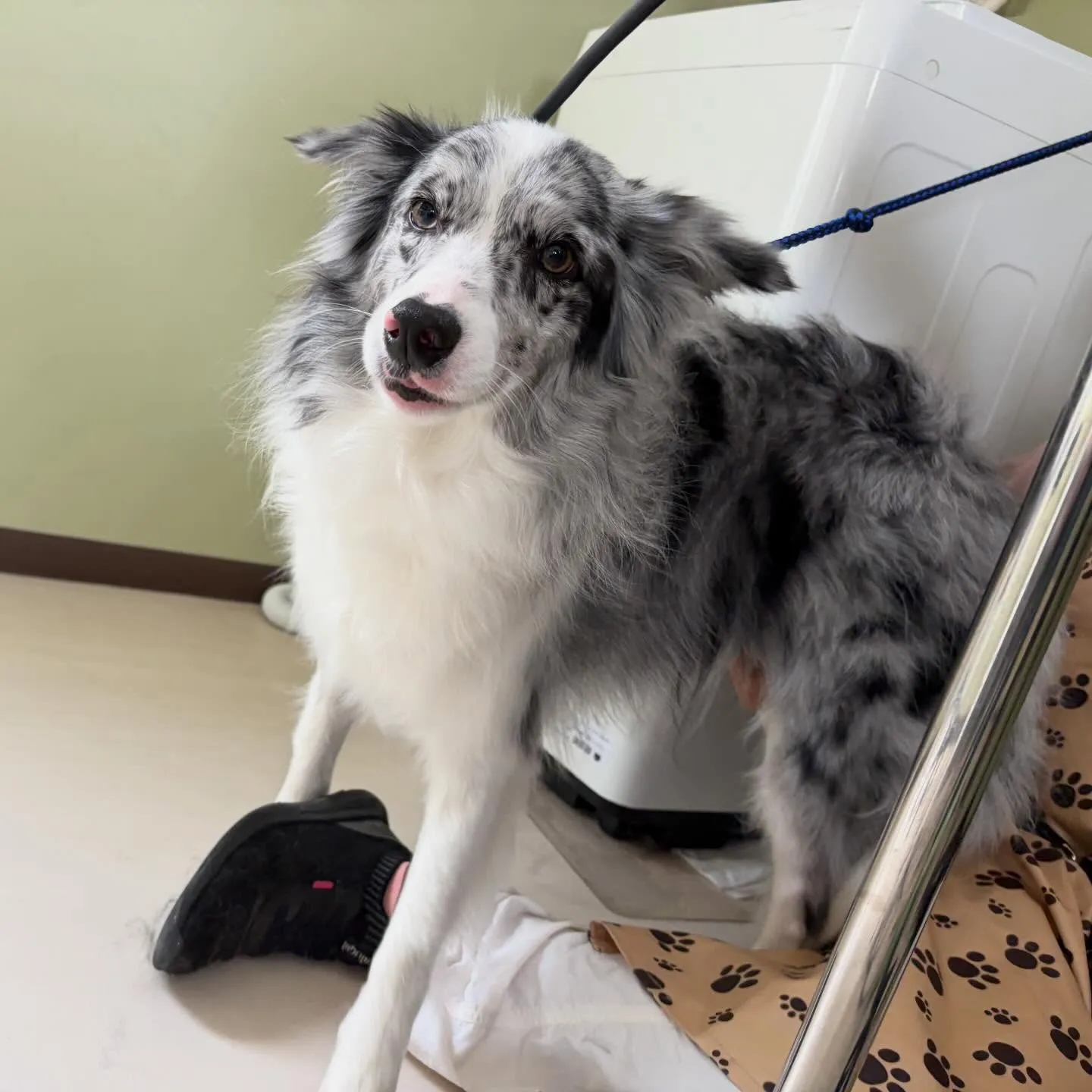 トリミングのセットメニューをご利用頂いたわんこたちです💖